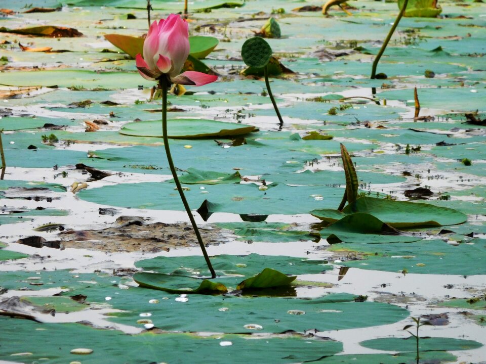 Pond flower blossom