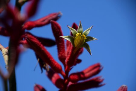 Australia native plant floral photo