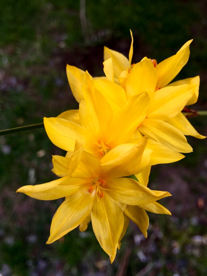 Yellow nature petals yellow