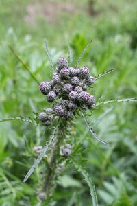 Green forest plant