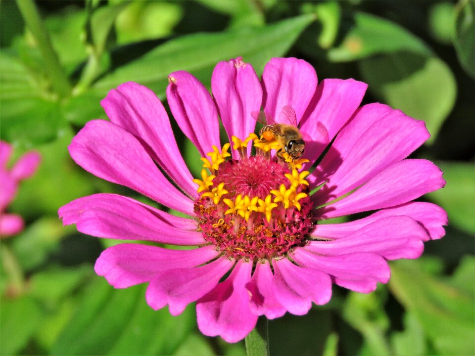 Bee garden up close