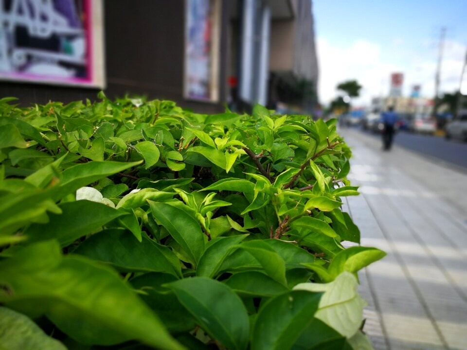 No person growth vegetation environment