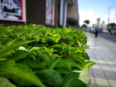 No person growth vegetation environment