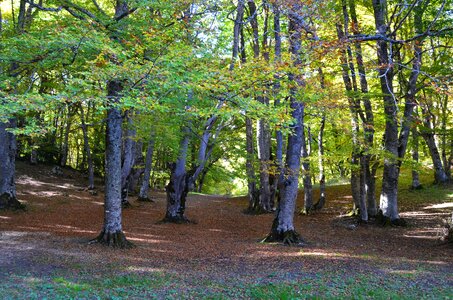 Autumn woods trees trail photo