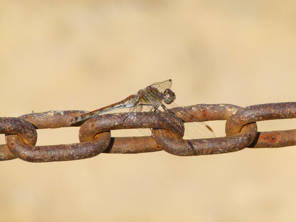 String links selysiothemis nigra
