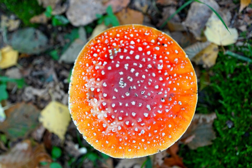 Mushroom red autumn photo
