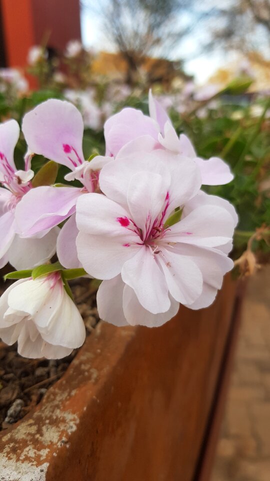 Floral botanical blossom