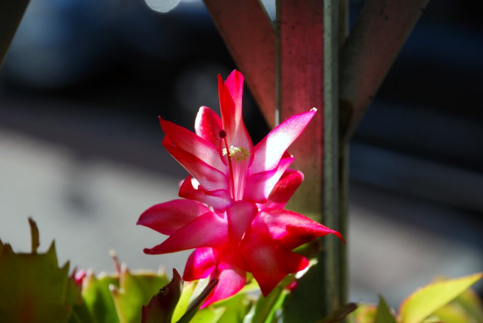 Flower cactus window