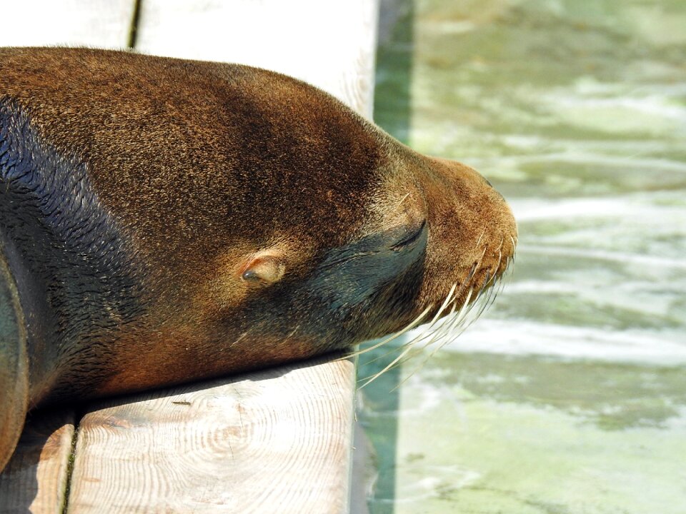 Sea lion water animal photo