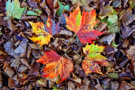 Fallen leaves four leaves autumn photo