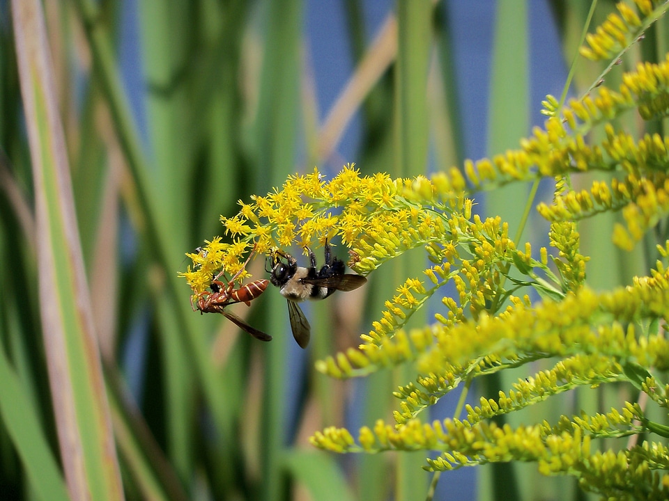 Yellow blossom insect