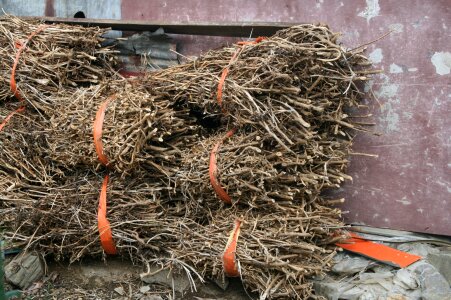 Wood a bony orange