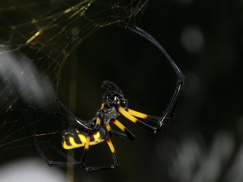 Spider yellow and black spider natural photos of spider