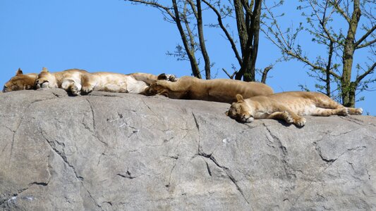 Lounge sun on a rock