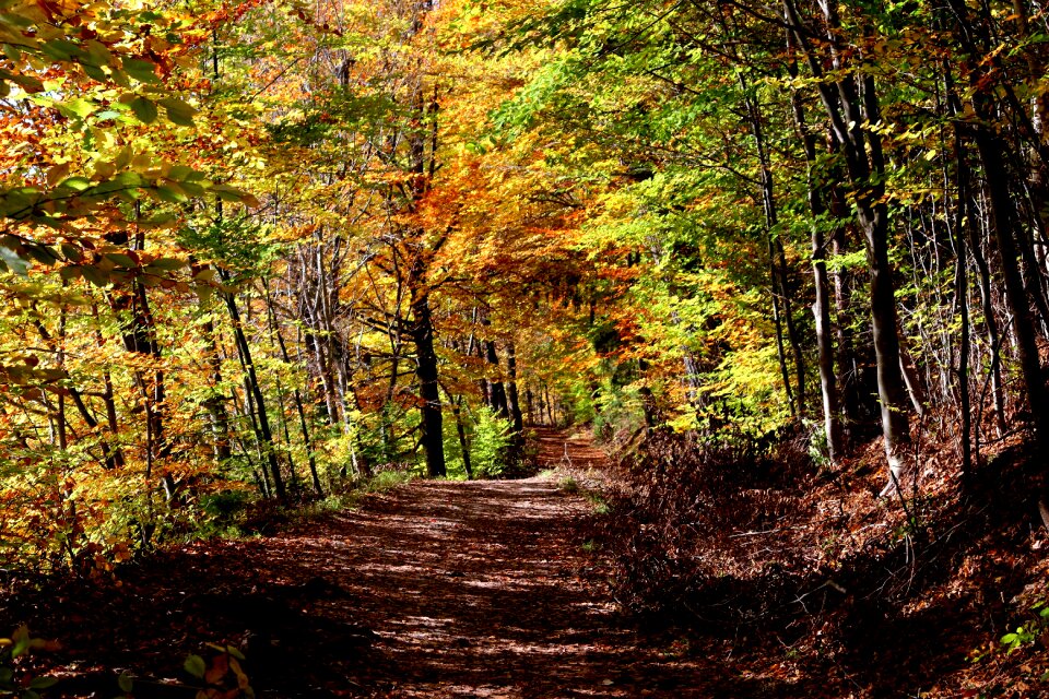 Autumn autumn mood forest path