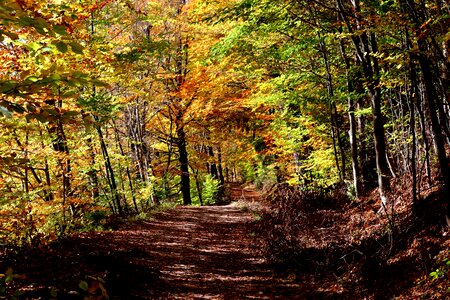 Autumn autumn mood forest path