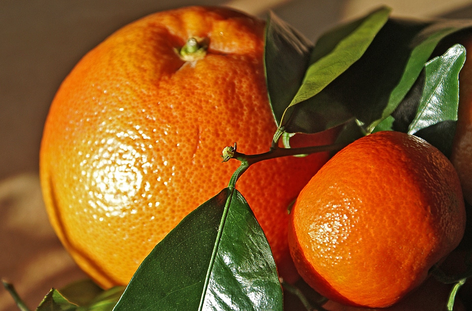 The freshness oranges mandarins