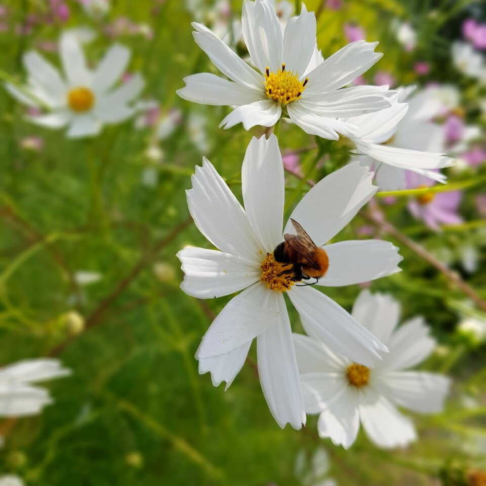 Plants cosmos bright