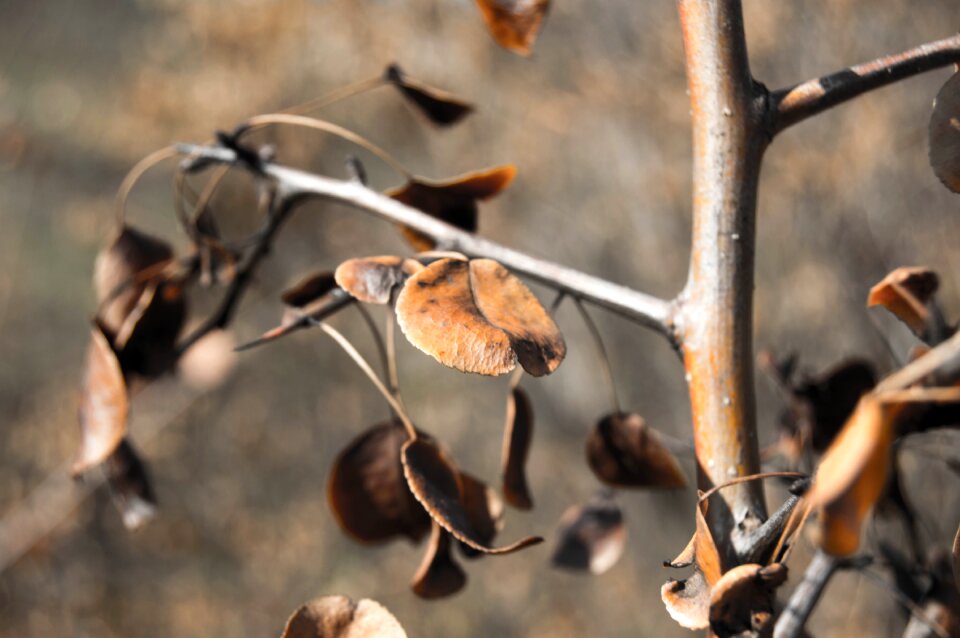 Golden autumn nature plant