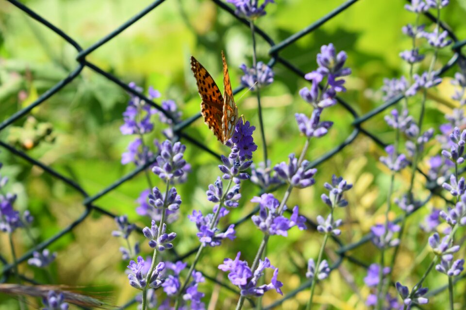 Plant purple summer