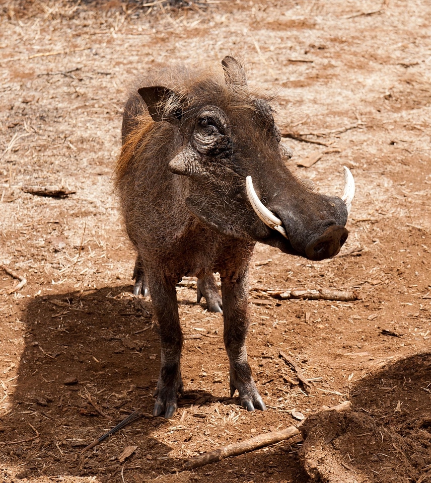 Warthog south africa savannah