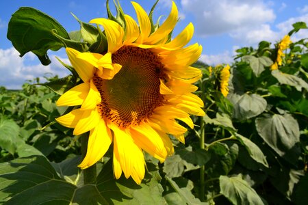 Sunflower western nghe an vietnam