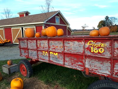 Pumpkins farm fall