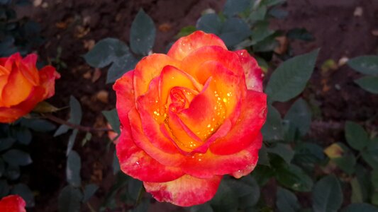 Nature love romance