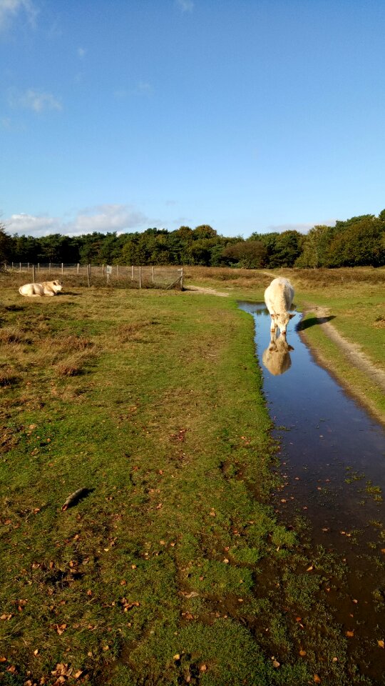 Heide nature pond