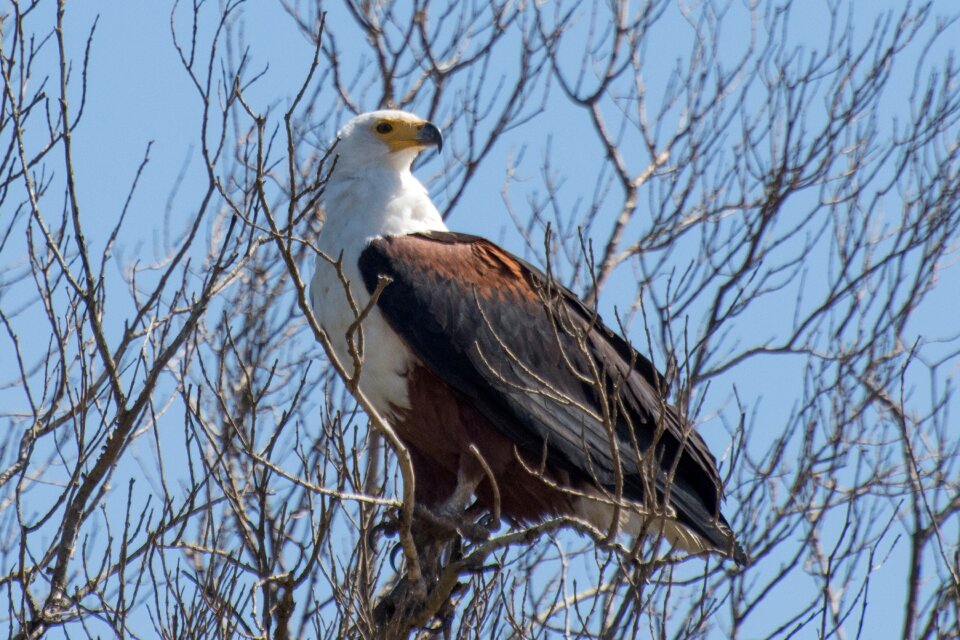Bird of prey national park safari