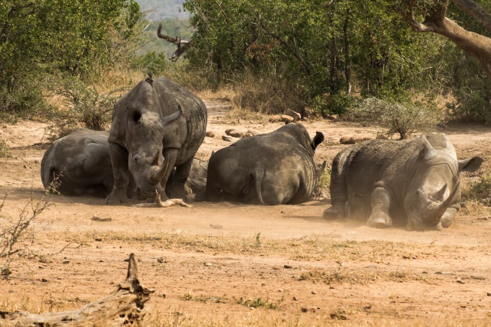 Big game national park mammal