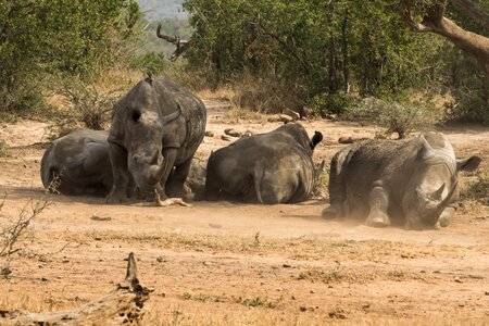 Big game national park mammal