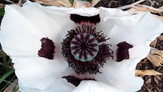 Poppy white close up