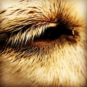 Eye dog close up