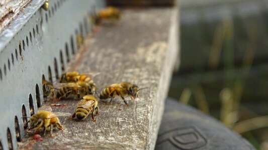 Animals beekeeping nature