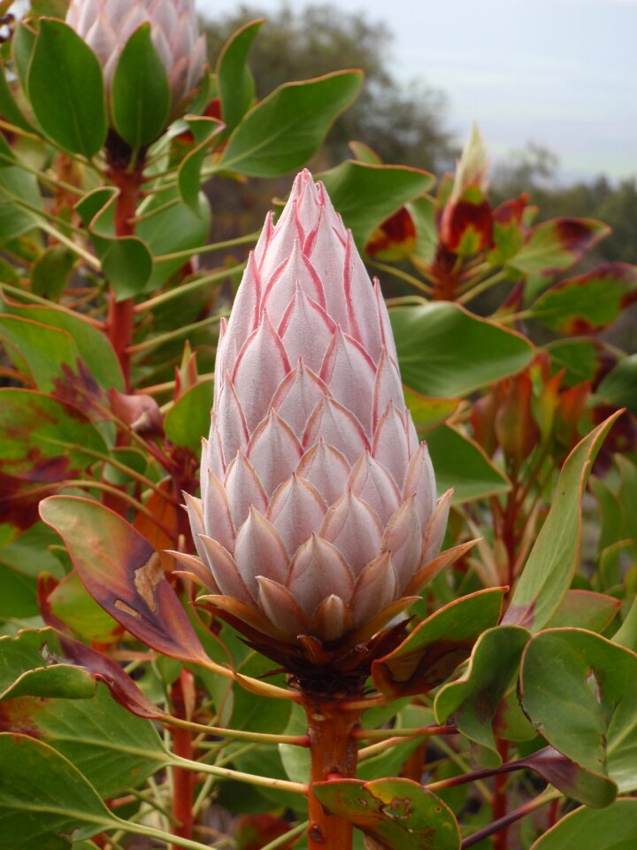 Flower grow spring