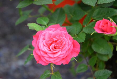 Rosebush bouquet offer photo