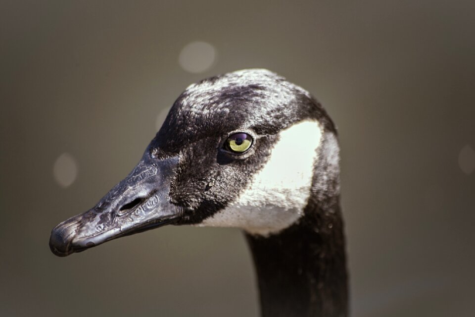 Nature poultry eye