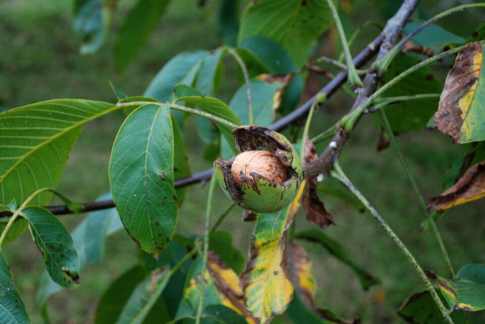 Leaves autumn fruit