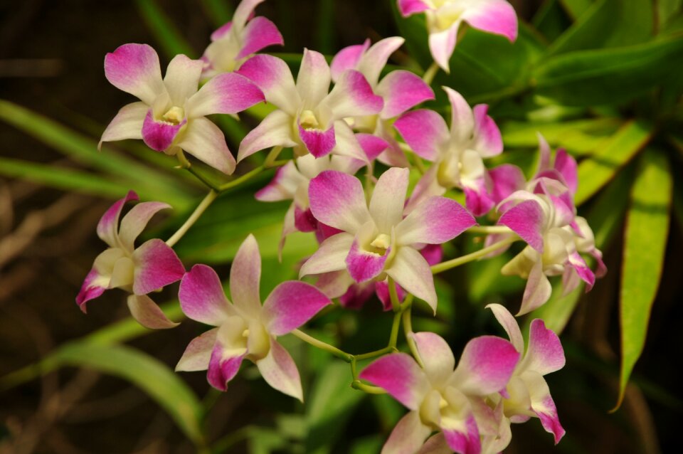 The background violet floral
