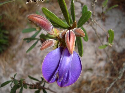 Minas lilac flower nature photo