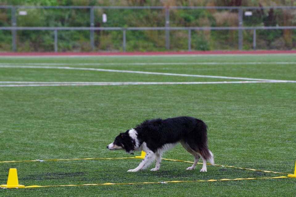 Dog competition green border photo