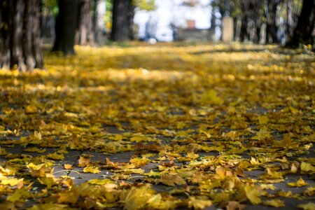 Alley autumn leaves autumn gold photo