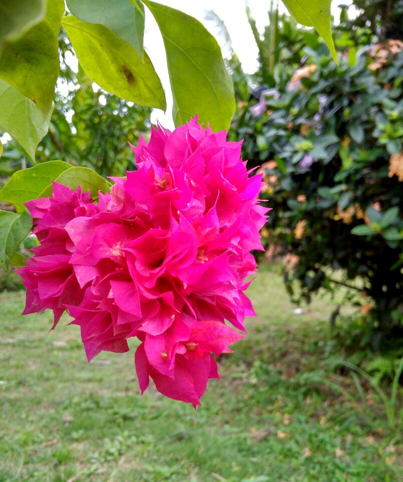 Beautiful plant green