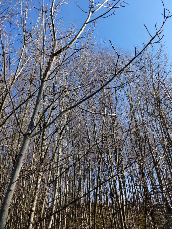 Tree green branch