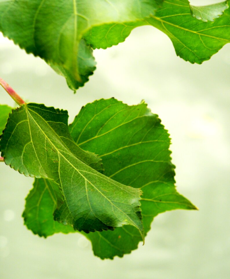 Golden autumn nature leaf