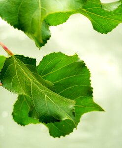 Golden autumn nature leaf photo