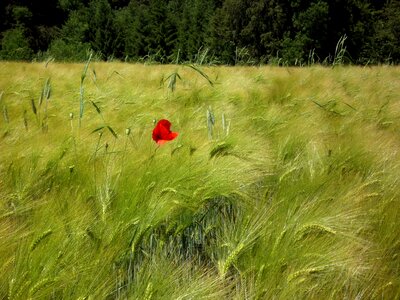 Poppy flower field