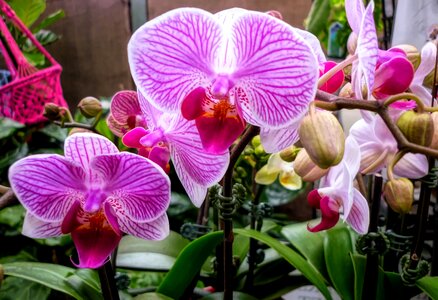 Pink flowers