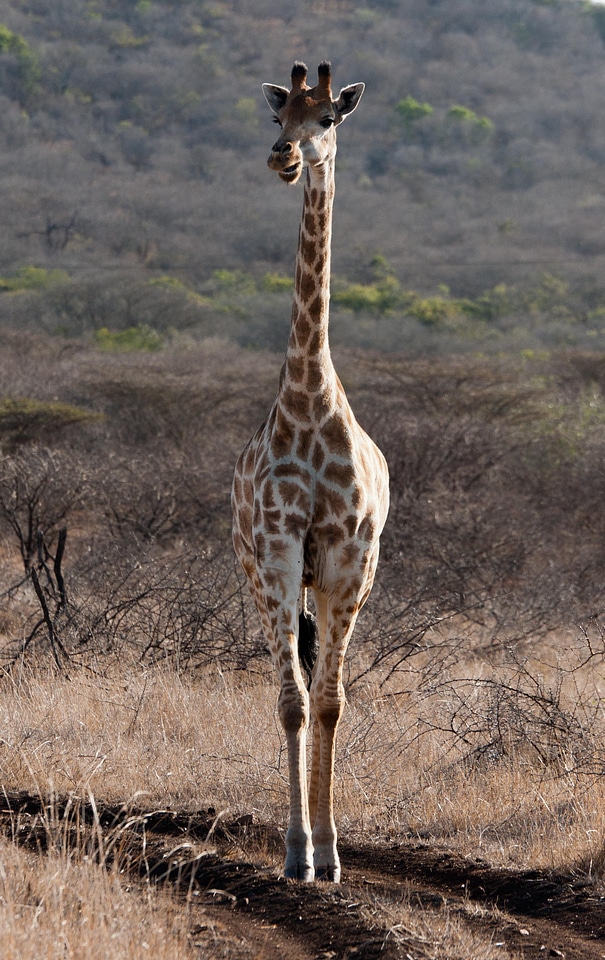 Giraffe south africa savannah